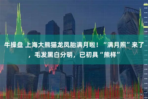 牛操盘 上海大熊猫龙凤胎满月啦！“满月照”来了，毛发黑白分明，已初具“熊样”